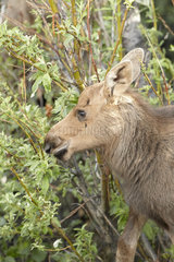 Young Alaskan Moose eating foliage - Denali Alaska