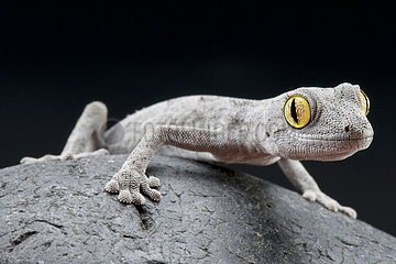 Western spiny-tailed gecko (Strophurus spinigerus)  Australia