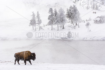 American bison (Bison bison)  Yellowstone National Park  USA