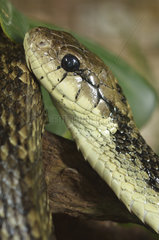 Portrait of Amazon Puffing Snake - French Guiana