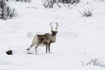 Reindeer (Rangifer tarandus)  Fornes  Vesteralen Islands  Norway.