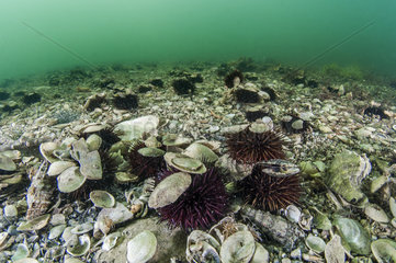 Purple sea urchins (Paracentrotus lividus) and accumulation of shells of molluscs  at the bottom of the pond of Thau  Herault  Occitanie  France