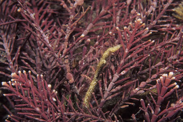 Coral Weed - Mediterranean Sea