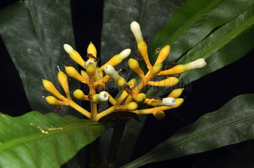Ants on inflorescence Potalia - French Guiana