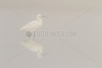 Little Egret wading in mist - Spain