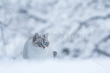Domestic cat (Felis silvestris catus) in the snow.