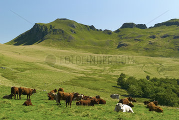 Salers cows and Roc des Ombres - Monts du Cantal Auvergne