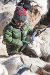 Boy and herd of goats Pashmina  Surroundings of Korzok  Leh  Ladakh  Himalaya  India