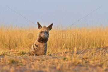Striped Hyena lying in the savannah - Blackbuck NP India