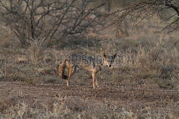 Black-backed jackal on the savannah - Ethiopia