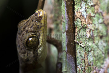 Portrait of Common house gecko (Hemidactylus frenatus) Chocó colombiano (Ecuador)