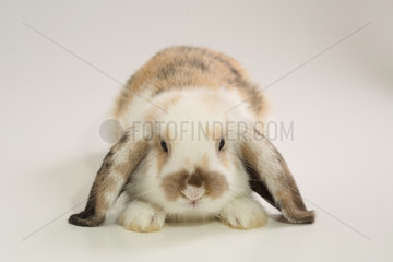 Dwarf lop Rabbit (Oryctolagus cuniculus domesticus) facing on white background