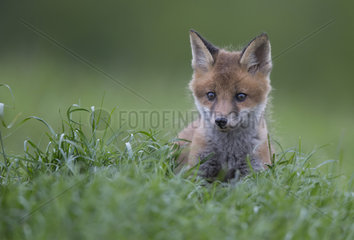 Cub Red Fox sitting in a meadow at spring - GB