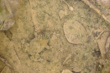 Yellow-bellied toad (Bombina variegata) camouflaged in the mud of a small forest pond  Haute-Savoie  France