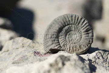 Fossil of Ammonite. Ardeche  France