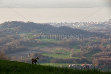 Chamois (Rupicapra rupicapra) in front of the lake of Geneva  with Thonon-les-bains (town) in the background  Haute-Savoie  France