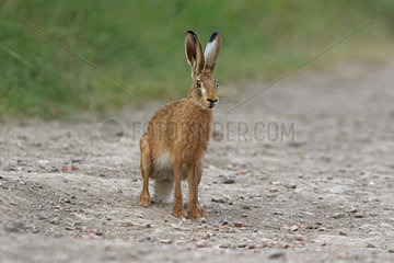 European Hare (Lepus europaeus) on a path  Normandy  France
