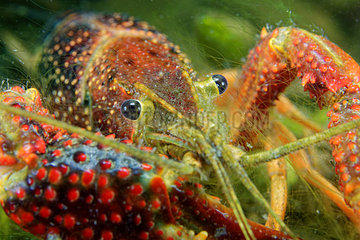 Portrait of Red Swamp Crayfish - Prairie Fouzon France