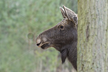 Moose (Alces alces) female behind tree  Europe