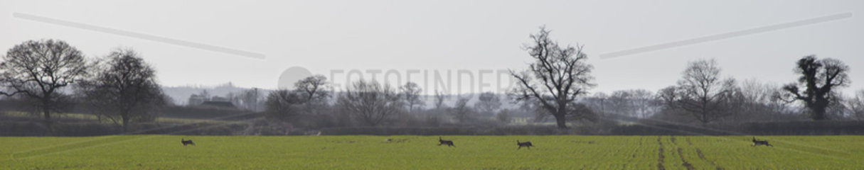 Brown Hares running in a meadow - GB