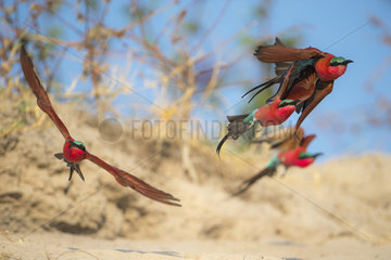 Carmine bee-eater (Merops nubicoides)  in flight  breeding colony at the Sambezi river  Namibia
