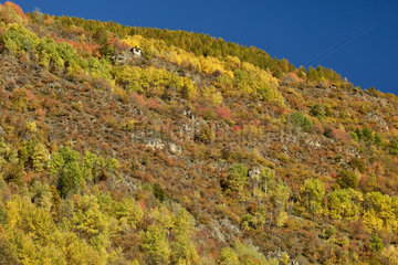 Colors of the woods near Saint-Etienne de Tinee  Haute Tinee valley in autumn  Mercantour  Alpes France
