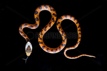 Northerm Cat-eyed Snake (Leptodeira septentrionalis) juvenile on black background  Chocó colombiano  Ecuador