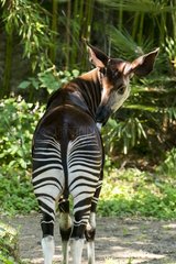 Okapi (Okapia johnstoni) licking