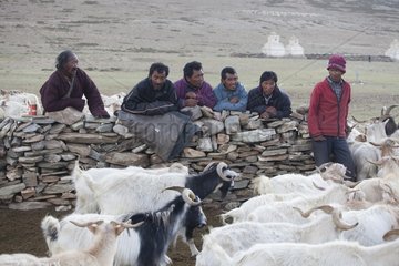 Samad Men in front of a pashmina goat enclosure for marking animals  Dipling  Highlands  Ladakh  Himalaya  India
