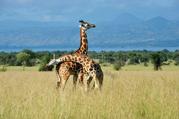 Giraffes displaying in the savanna - Murchison Falls Uganda