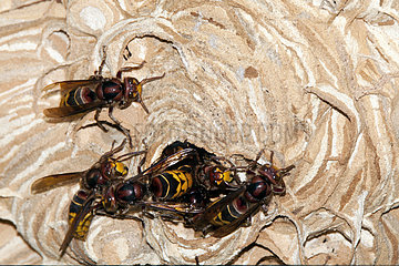 European Hornets (Vespa crabro) on their nest  France