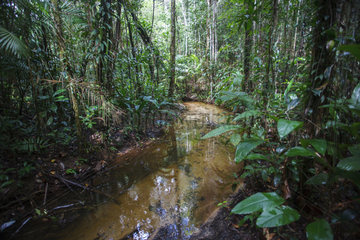 River in the Atlantic Forest - Bahia Brazil