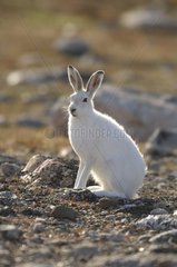 Arctic hare in the tundra - Greenland