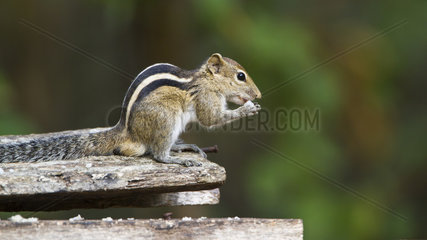 Indian palm squirrel eating - Minneriya Sri Lanka