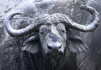 Portrait of African Buffalo after a mud bath - Uganda