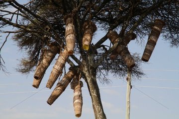 Hives hanging from a tree - Ethiopia