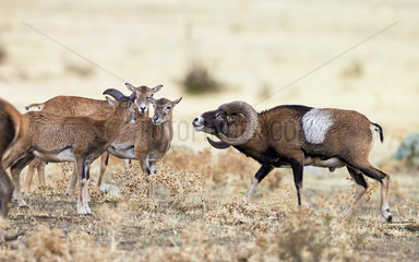 Mouflon (Ovis ammon)  ram approaching females and young  Spain