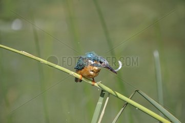 European Kingfisher (Alcedo atthis) stuning his prey on a branch   Lorraine  France