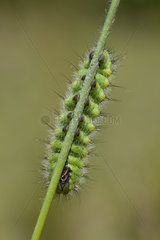 Emperor moth (Saturnia pavonia) caterpillar on stem  France
