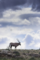 Gemsbok (Oryx gazella) under a stormy sky  Kgalagadi  South Africa
