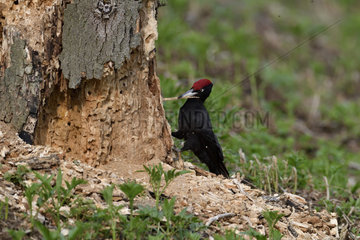 Black Woodpecker (Dryocopus martius) attacking an old stump to collect larvae  France