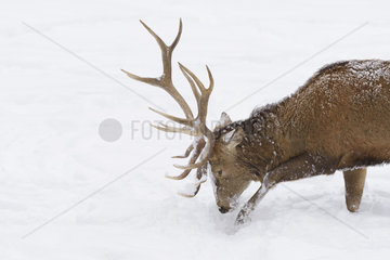 Red deer in Winter  Cervus elaphus  Bavaria  Germany  Europe