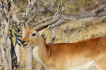 Lechwe in the bush - Botswana