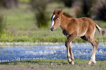 Wild Horse of Camargue (Equus caballus) foal walking