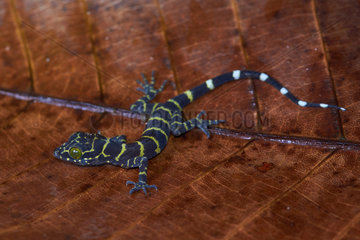Peters' Forest Gecko (Cyrtodactylus consobrinus)  on leaf  Kubah national park  Sarawak  Borneo  Malaysia