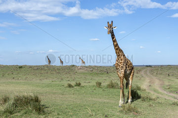 Masai giraffes walking in savanna - Masai Mara Kenya