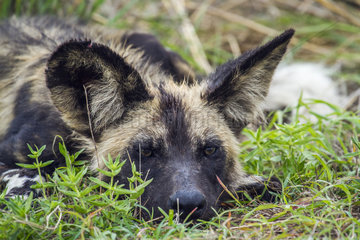 African wild dog (Lycaon pictus) at rest  Kruger national park  South Africa