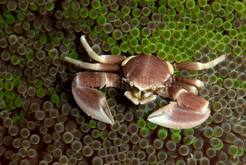 Porcelain Crab - Bohol Philippines