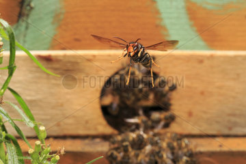 The Asian hornet will hover in front of the hive's entry to hunt the bees returning from the flowers with their load of pollen and nectar. Tired  weighed down  these bees are easy prey... France