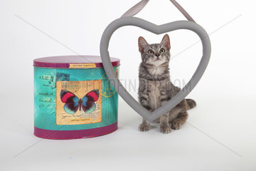 Kitten behind a heart next to a box on white background